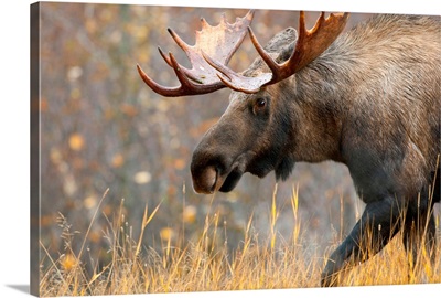 Bull Moose, Alaska