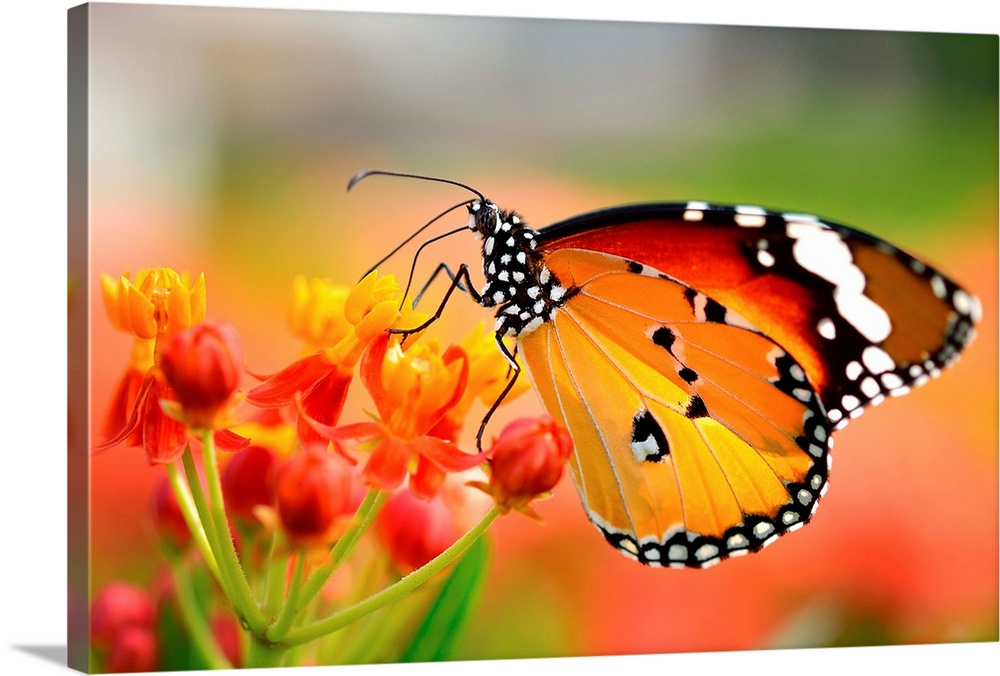 Butterfly on orange flower in garden.