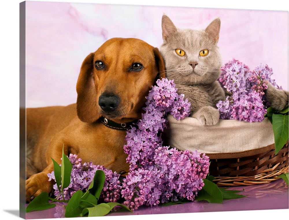 Cat and dog laying together with lilacs