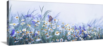 Chamomile, Purple Wild Peas, And Butterfly In Morning Haze