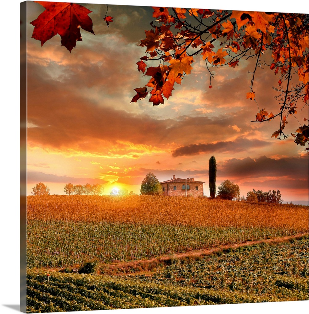 Chianti vineyard landscape in Tuscany, Italy.