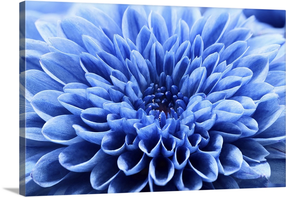 Close up blue chrysanthemum flower.