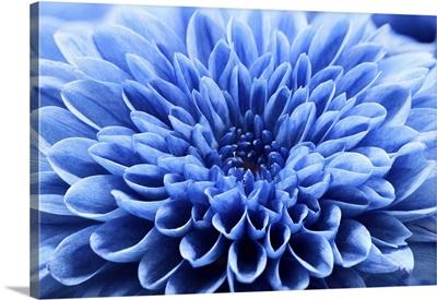Close Up Blue Chrysanthemum Flower