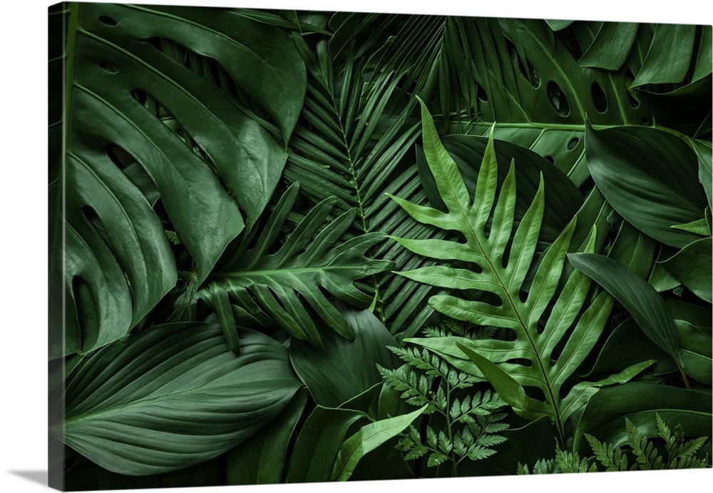 Close-up nature view of green leaf and palms background. Flat lay, dark nature concept, tropical leaf.