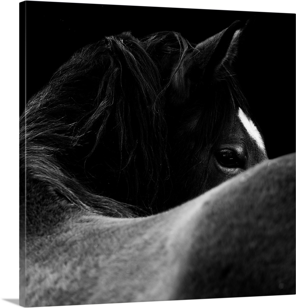 Close-up of a horse eye in black and white on black background.
