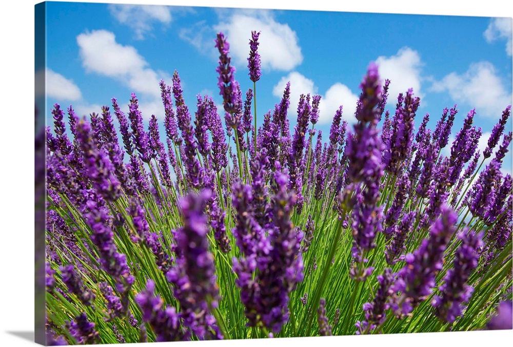 Lavender flowers and blue sky.