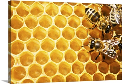 Close Up Of The Working Bees On Honey Cells