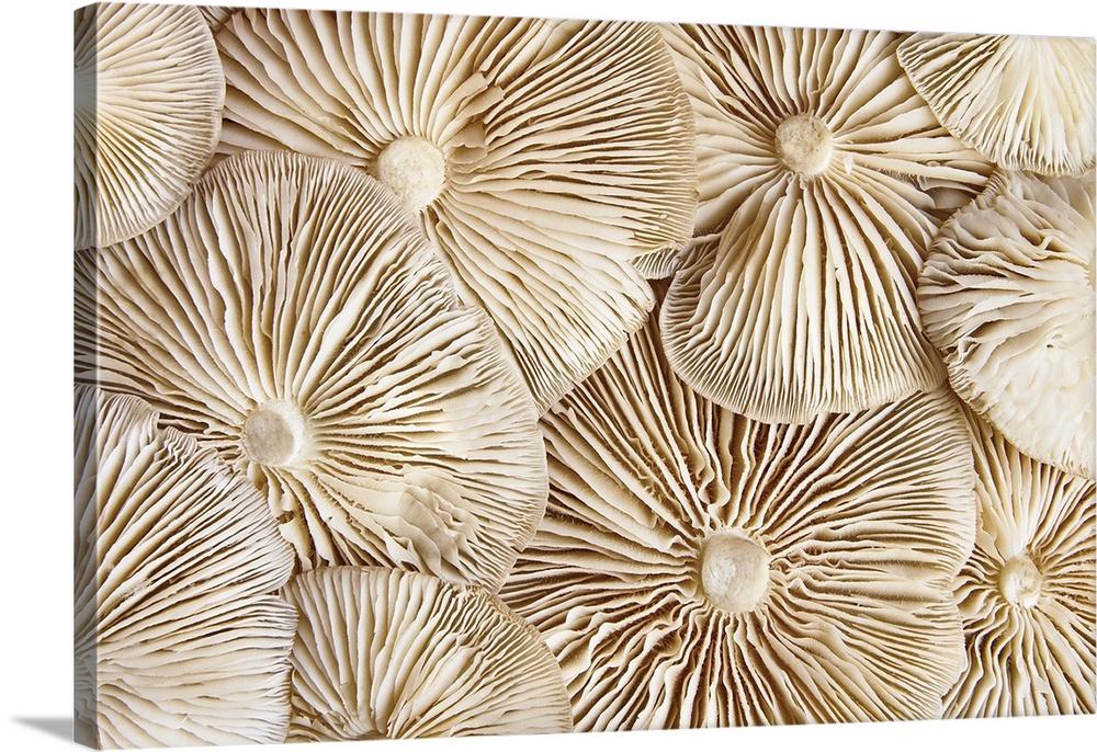 Close-up view of the underside of pile Clitocybe mushrooms. Close-up of beige mushrooms texture background.