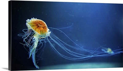 Dancing Jellyfish In The Depths Of The Sea