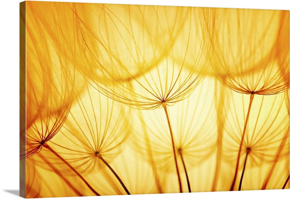Dandelion seed in golden sunlight.