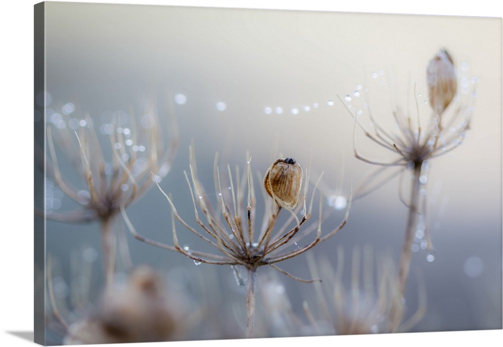 Dew droplets formed on a single spider's web on a frosty winter morning in the countryside.