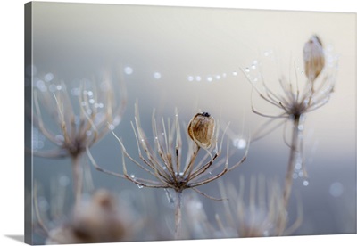 Dew Droplets Formed On A Single Spider's Web On A Frosty Winter Morning, Countryside