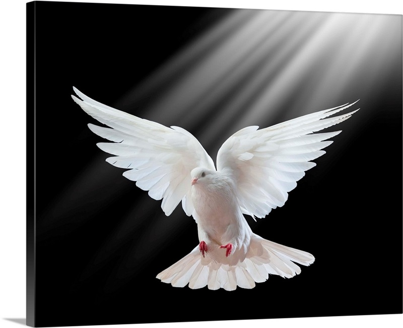Dove In Flight Wall Art, Canvas Prints, Framed Prints, Wall Peels