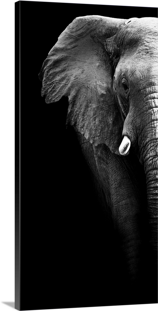 Artistic Black And White Elephant