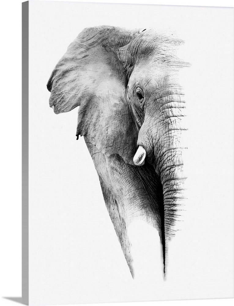 Artistic Black And White Elephant