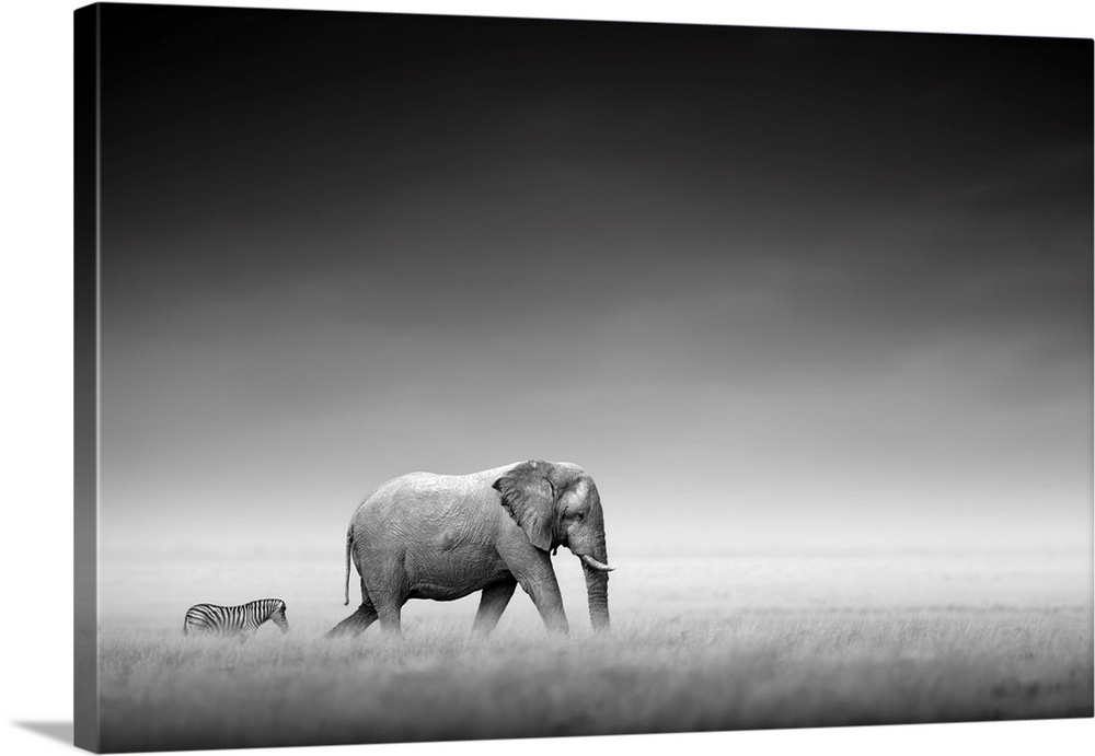 Elephant with zebra on open plains of Etosha.