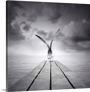 Freedom - black and white photograph image thumbnail