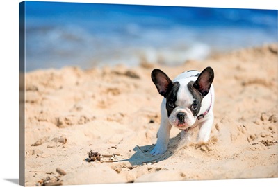 French bulldog puppy running on the beach