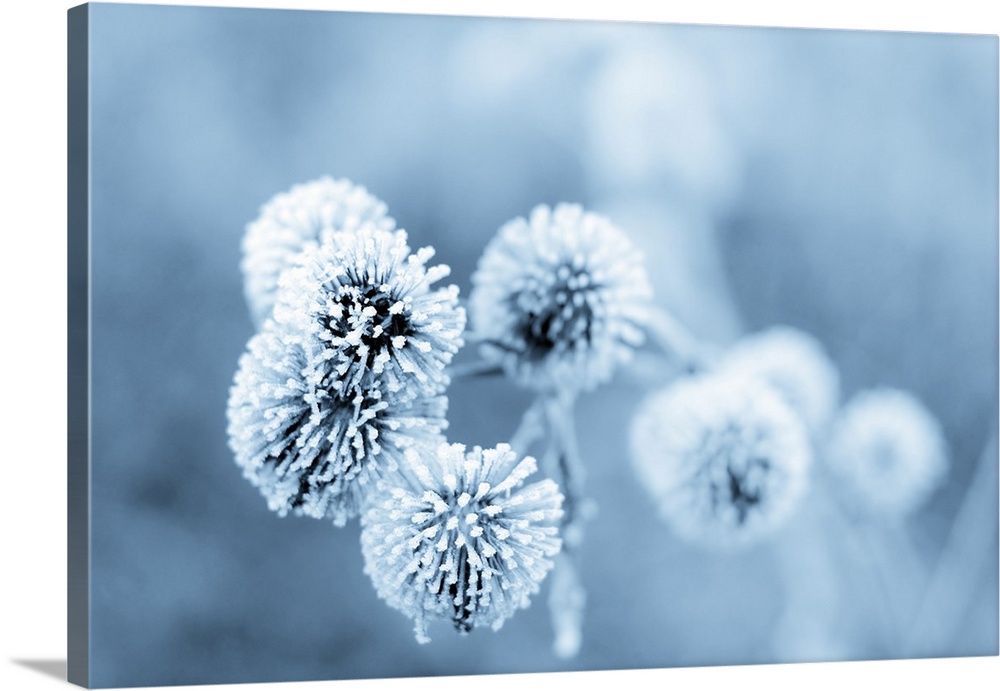 Frozen burdock plant with a blue filter.