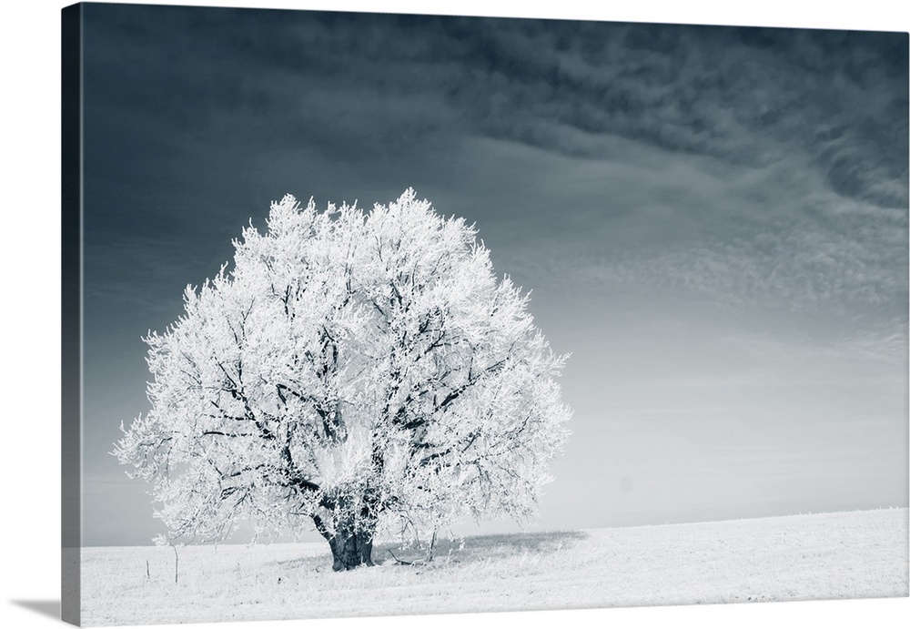 Frozen tree on a winter field with a blue sky.