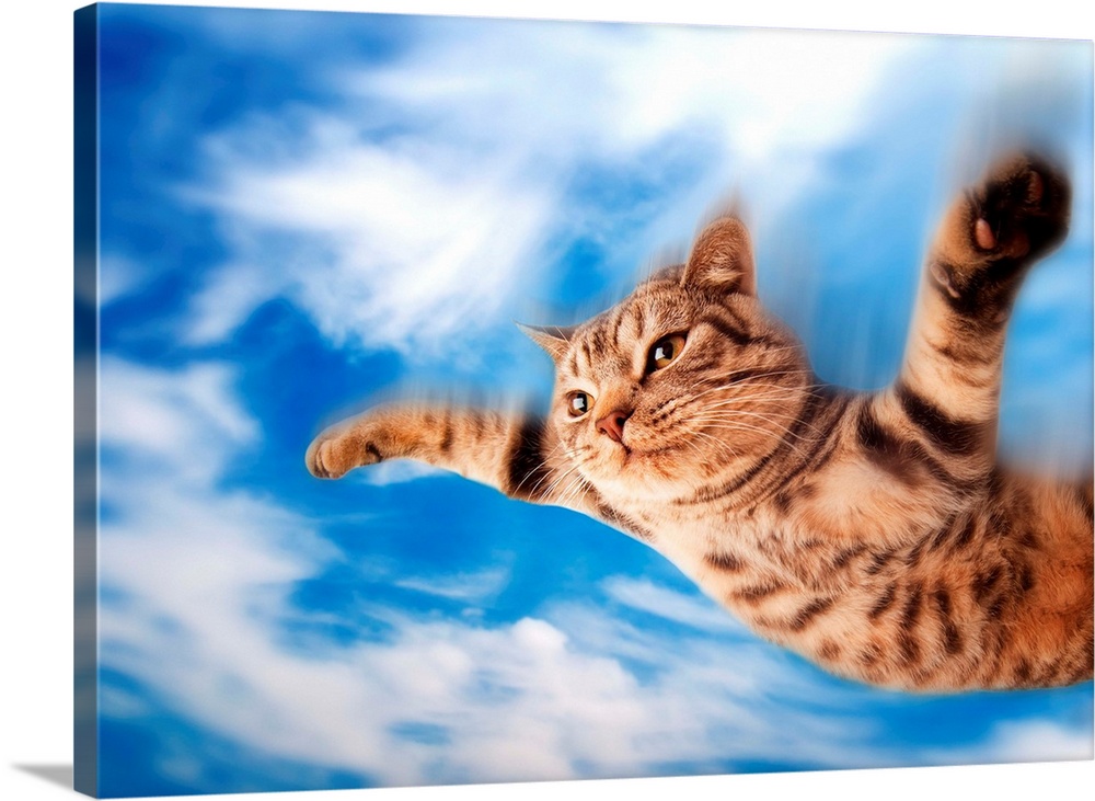 Funny flying kitten