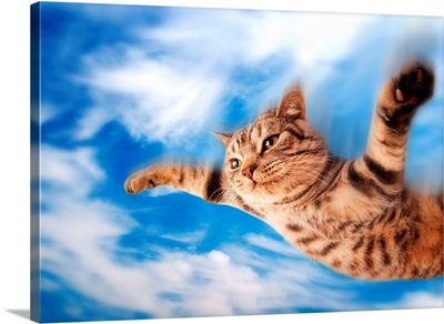 Funny flying kitten