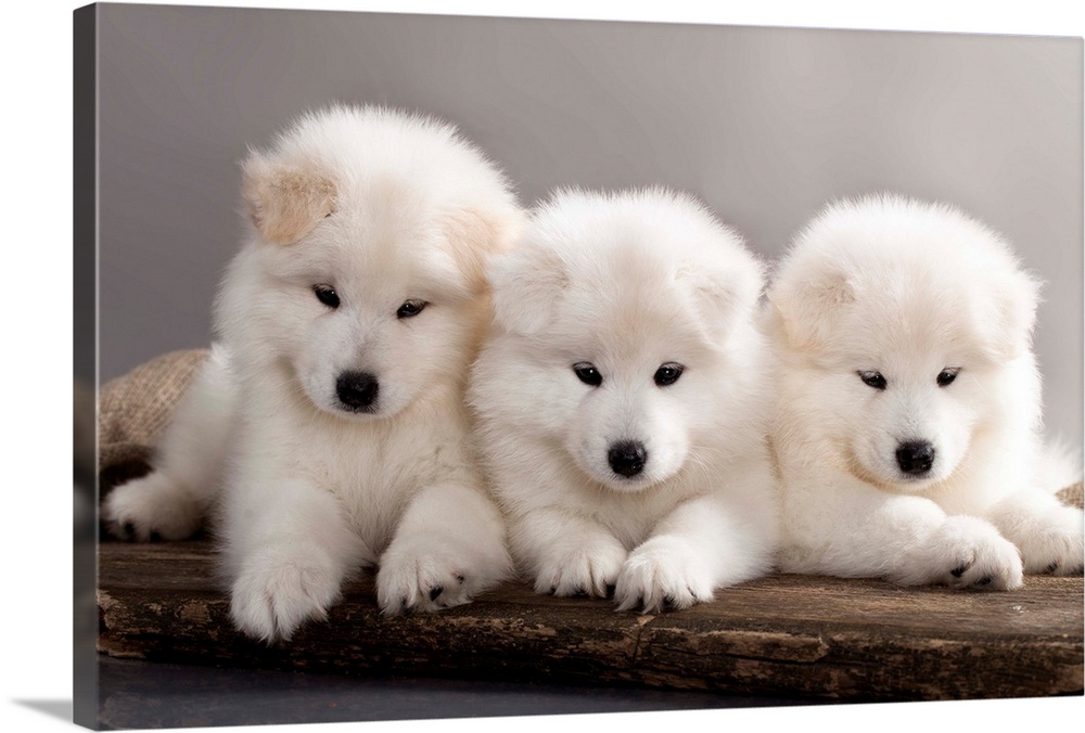 Funny Samoyed puppies