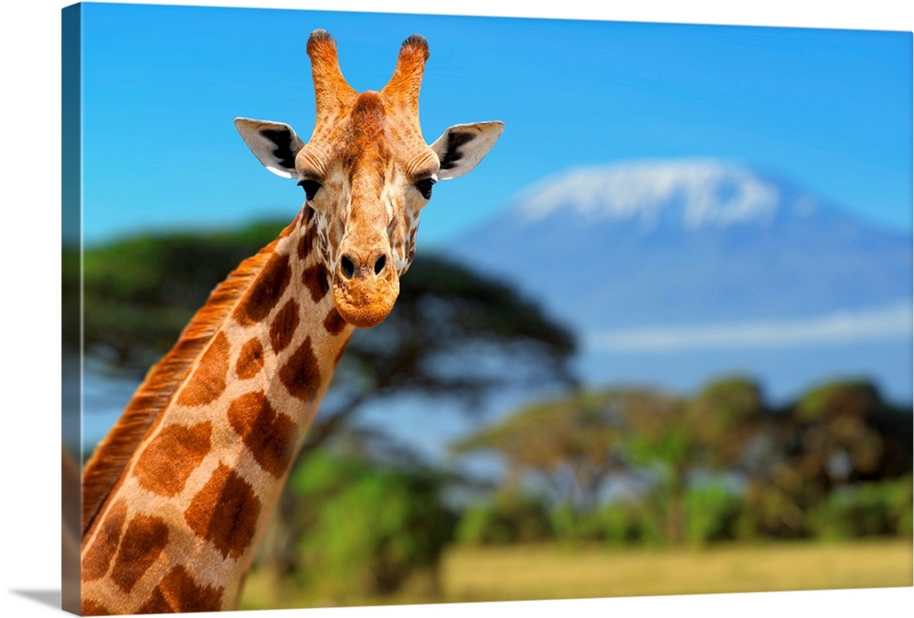 Giraffe in front of Kilimanjaro mountain, Amboseli national park, Kenya.