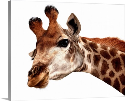 Giraffe portrait against a white background