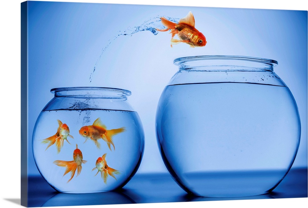 Gold Fish jumping from one fish bowl to another.