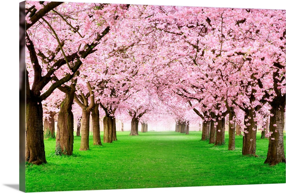 Gourgeous Cherry Trees In Full Blossom