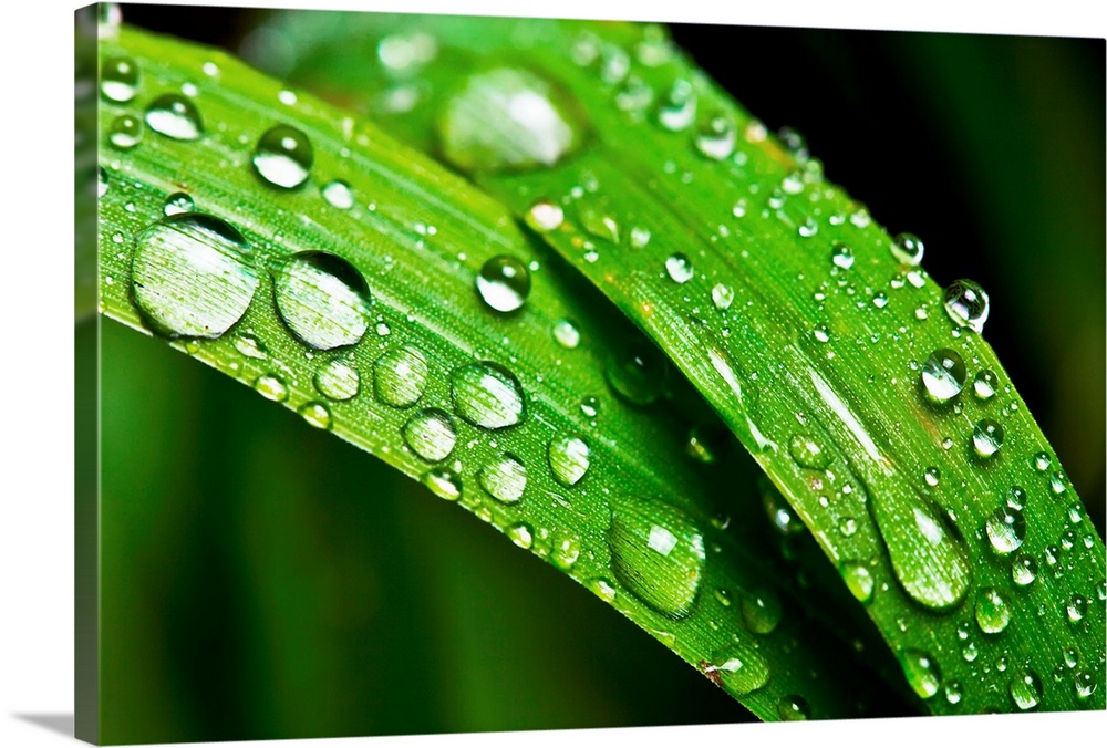 Macro shoot of green grass with dew drops.