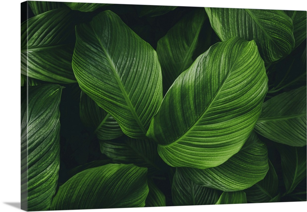 Green leaves background. Green leaves color tone dark in the morning.