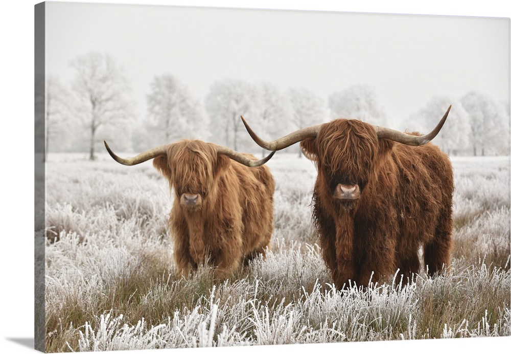 Hairy Scottish highlanders in a natural winter landscape of a national park in the Drenthe region of The Netherlands.