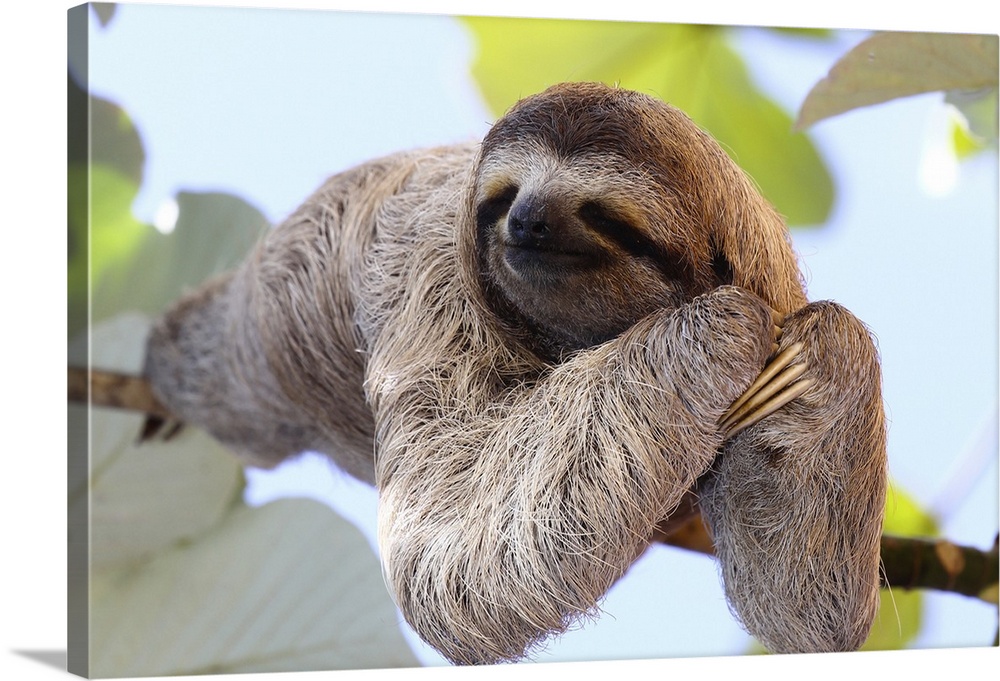 A happy sloth hanging on a tree.