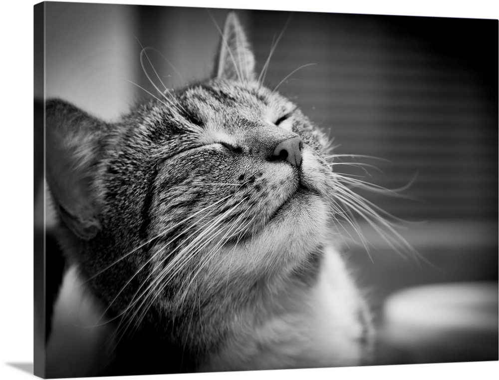 Happy smiling cat portrait in black and white
