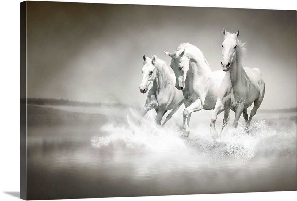 Herd of white horses running through water