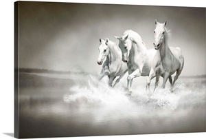 Herd of White Horses Running Through Water image thumbnail