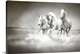 image thumbnail of Herd of white horses running through water