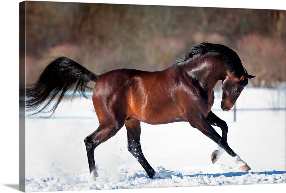Horse running in the snow.