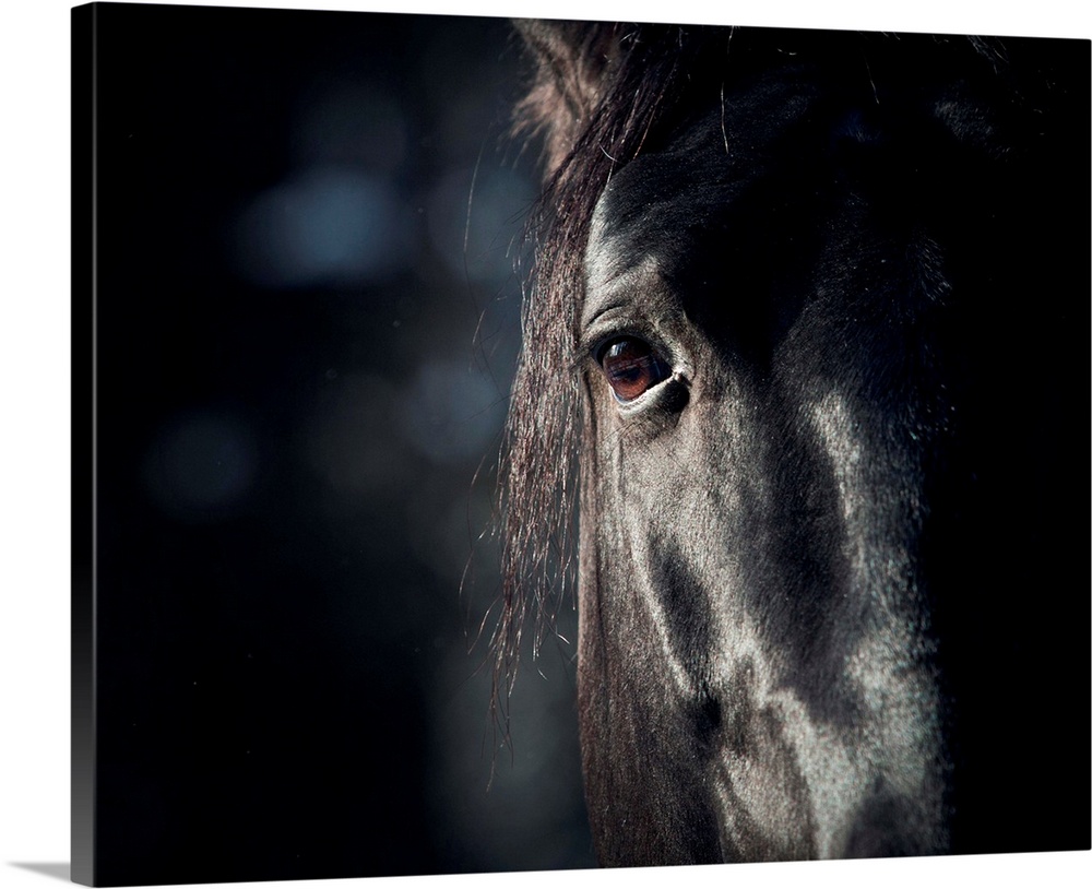 Horse Eye In Dark