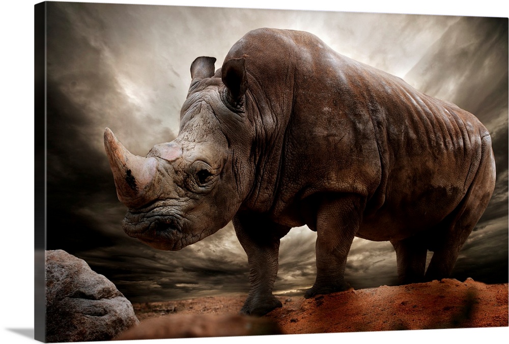 Huge rhinoceros against stormy sky
