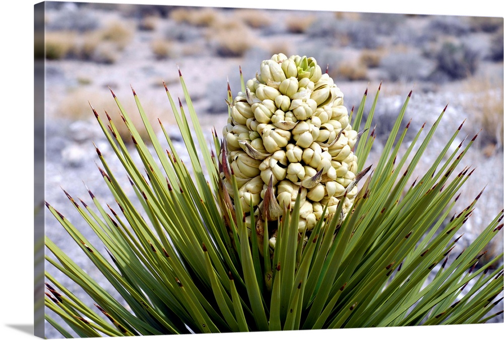 Joshua Tree Bloom Captured In The Death Valley Desert in California.