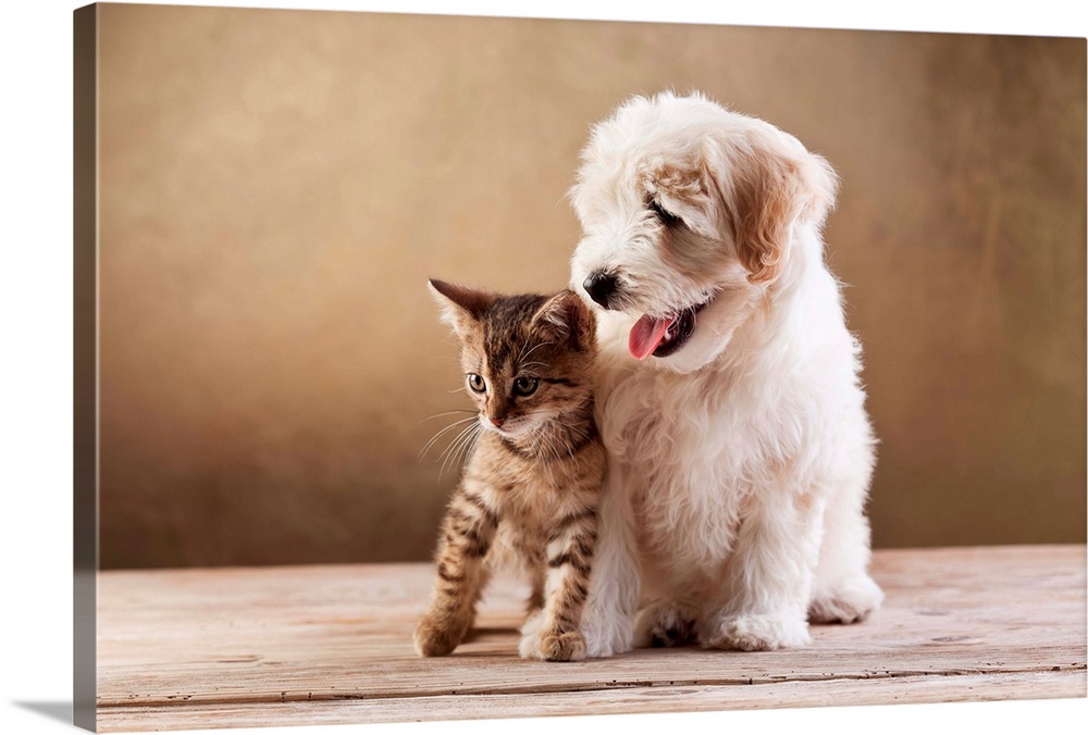 Kitten and small fluffy dog