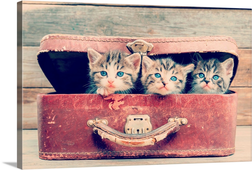Kittens Are Sitting In Suitcase
