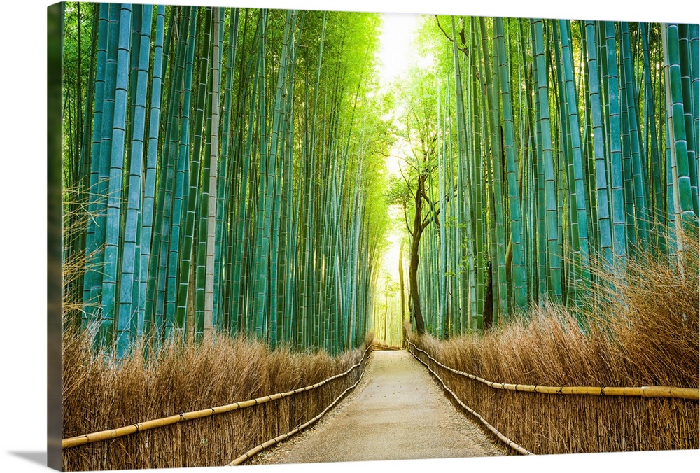 Long narrow path through a bamboo forest in Kyoto, Japan.