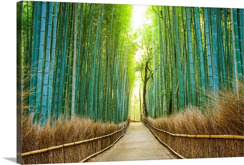 Kyoto, Japan, bamboo forest.