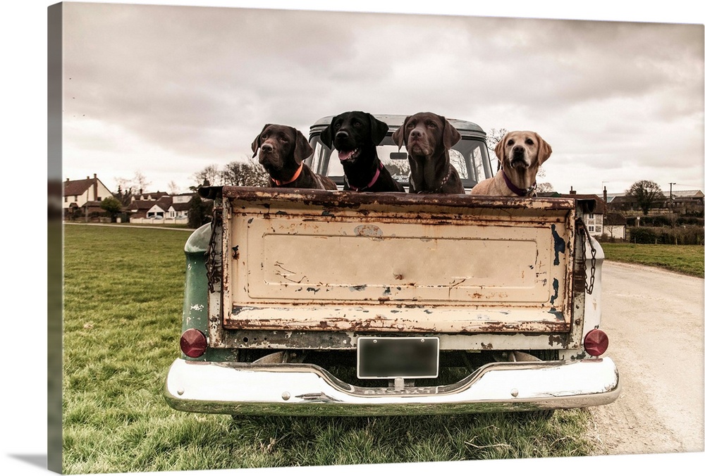 Four Labradors in the back of a vintage truck.