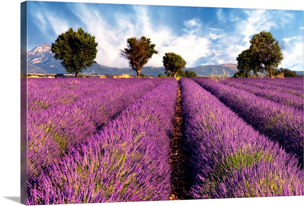 Lavender Field In Provence, France.