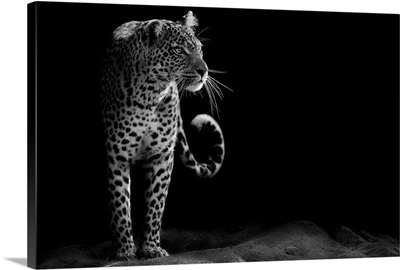 Leopard - black and white photograph